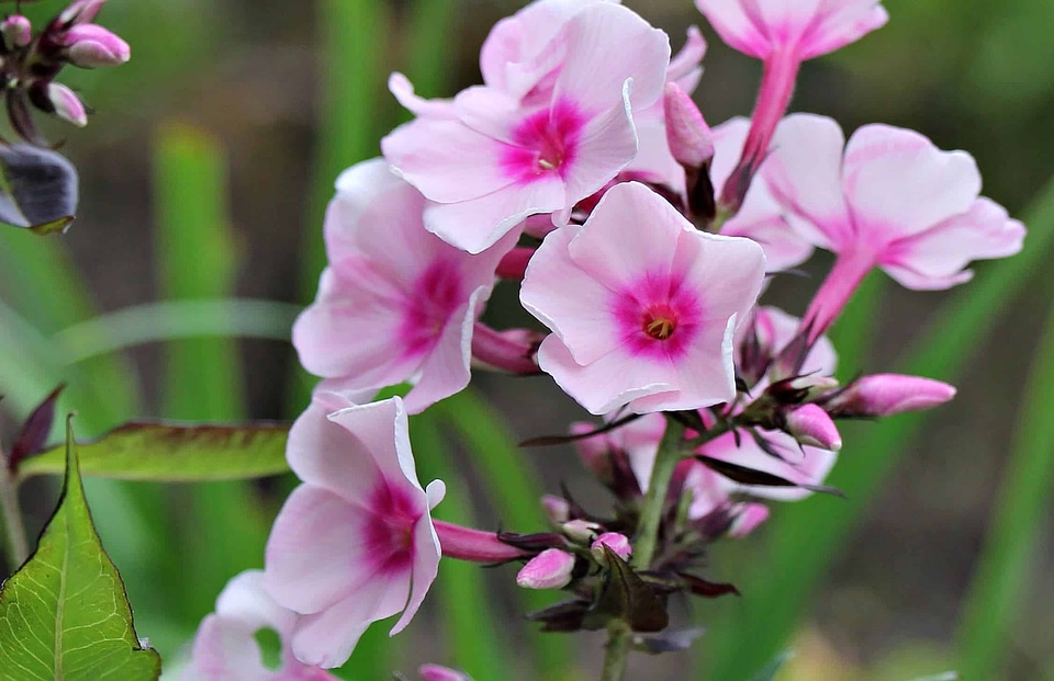 Beautiful beautiful flowers beautiful photo