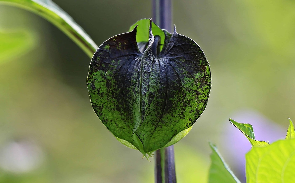 Beautiful Photo daylight ecology