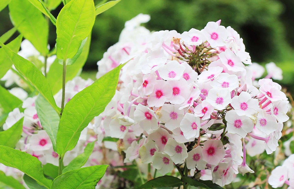Beautiful Flowers beautiful photo blooming