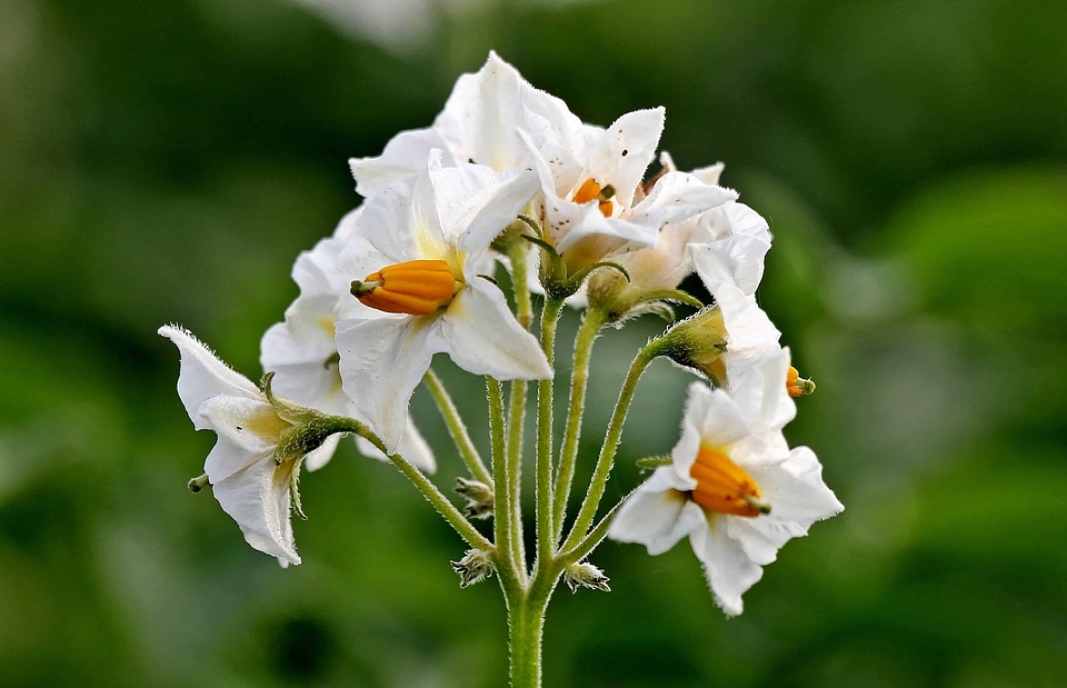 Beautiful Flowers beautiful photo blooming