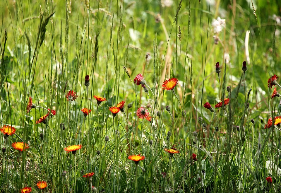 Beautiful Flowers beautiful photo blooming
