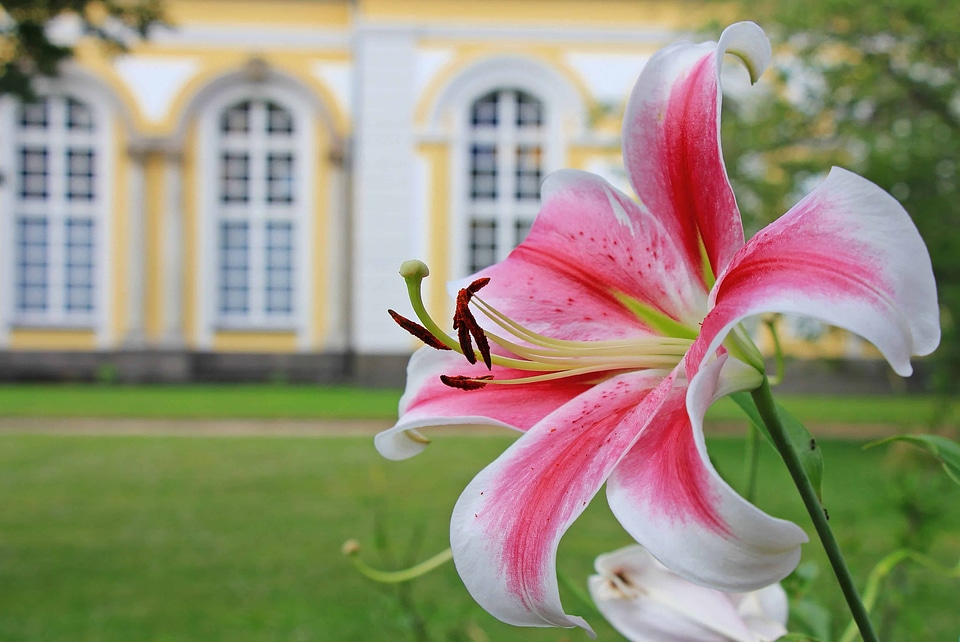 Beautiful Flowers beautiful photo blooming