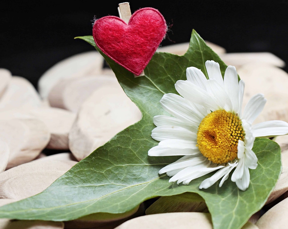 Beautiful Flowers beautiful photo blooming