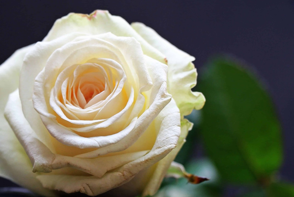 Beautiful Flowers blooming blossom