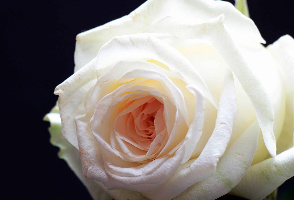 Beautiful Flowers blooming blossom