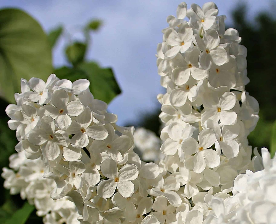 Beautiful bloom blossom