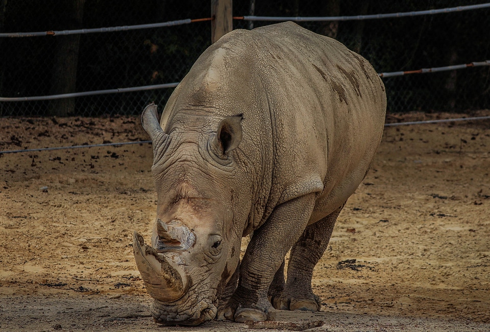 Rhino ceratotherium simum square-lipped rhinoceros