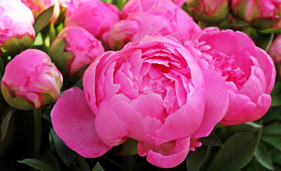 Beautiful Flowers beautiful photo blooming