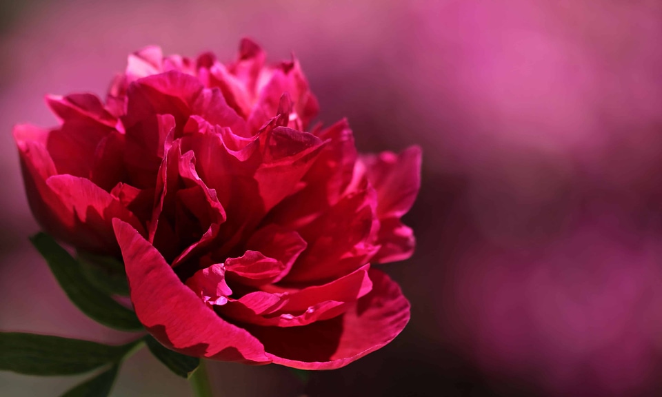 Beautiful Flowers beautiful photo bloom