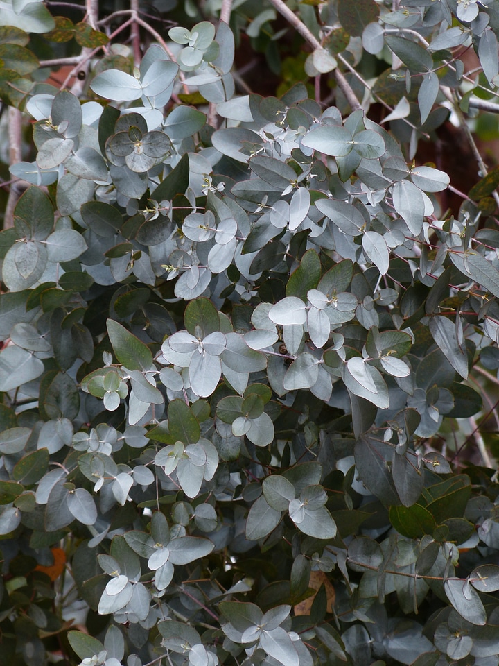 Most rubber eucalyptus eucalyptus gunnii myrtle plant