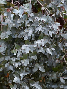 Most rubber eucalyptus eucalyptus gunnii myrtle plant photo