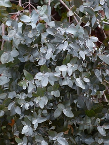 Most rubber eucalyptus eucalyptus gunnii myrtle plant