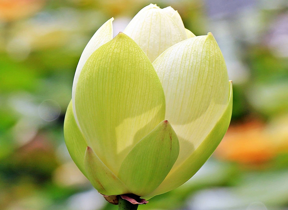 Beautiful Flowers beautiful photo blooming