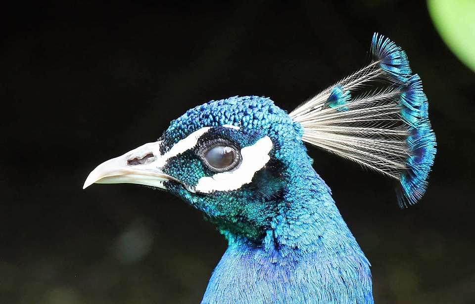 Animal beak beautiful image