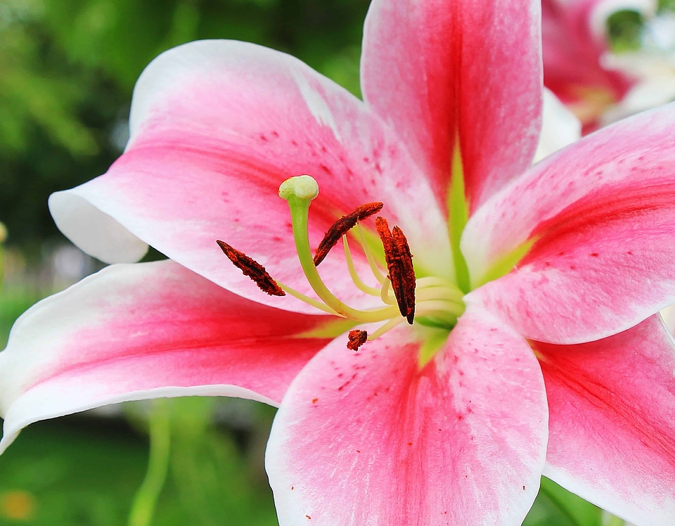 Beautiful beautiful flowers beautiful photo