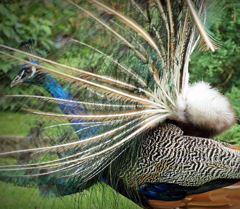 Animal avian beak