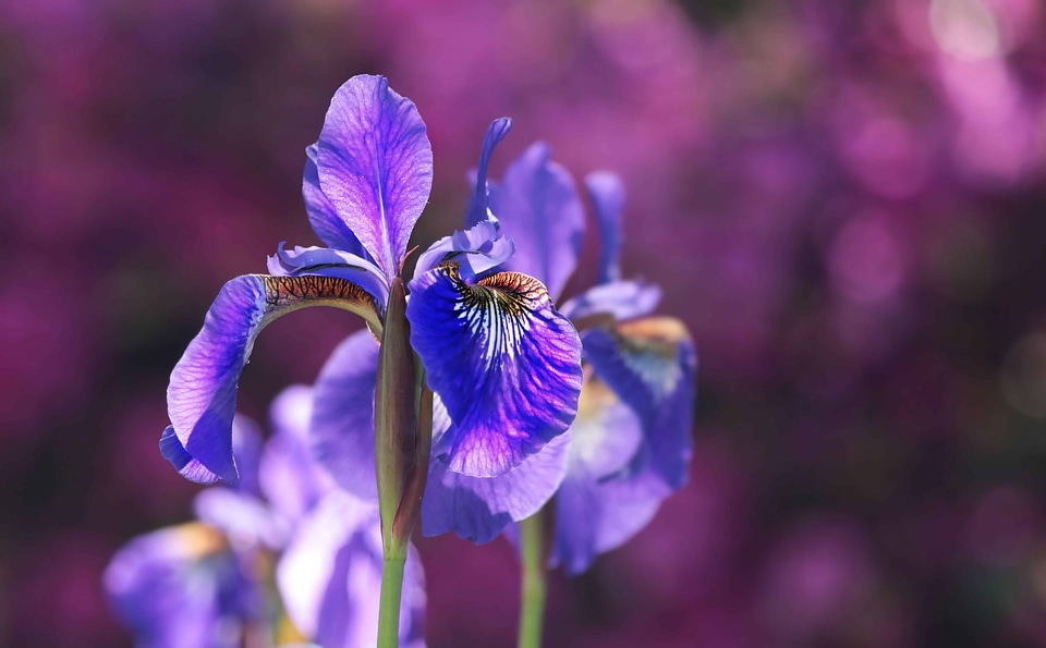 Beautiful Flowers blooming blossom