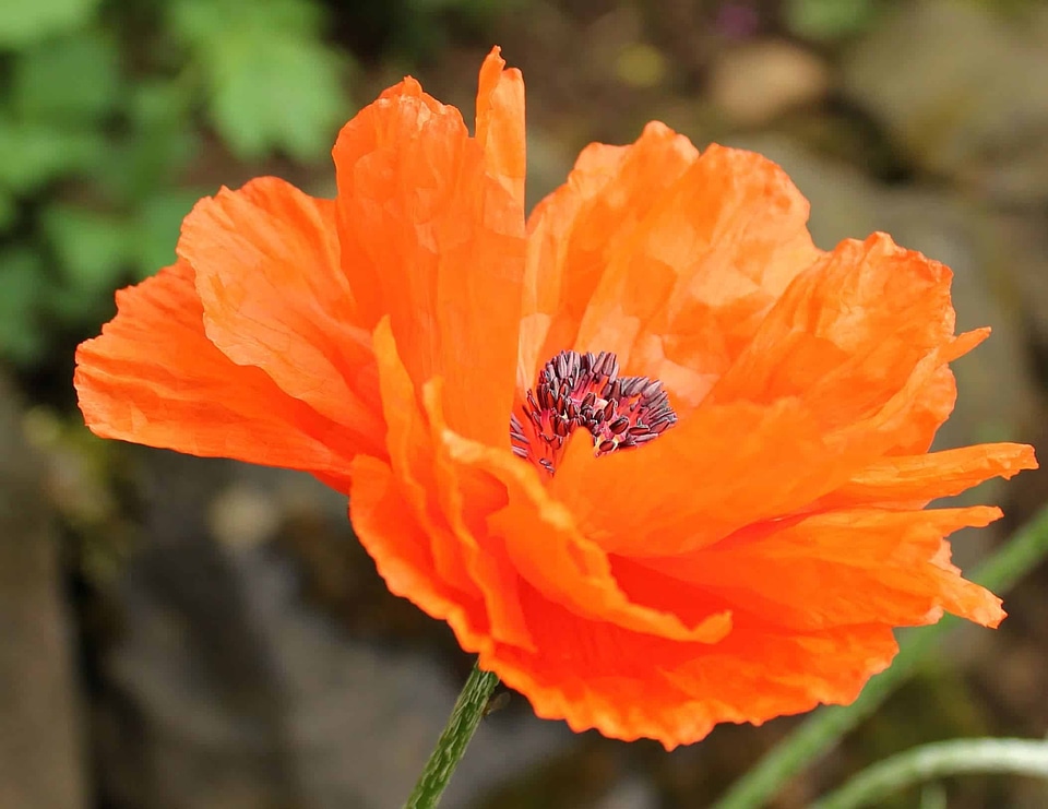 Beautiful Flowers blooming blossom