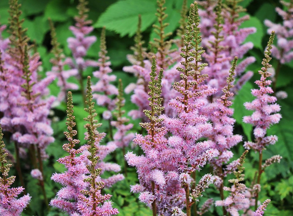 Beautiful Flowers blooming blossom