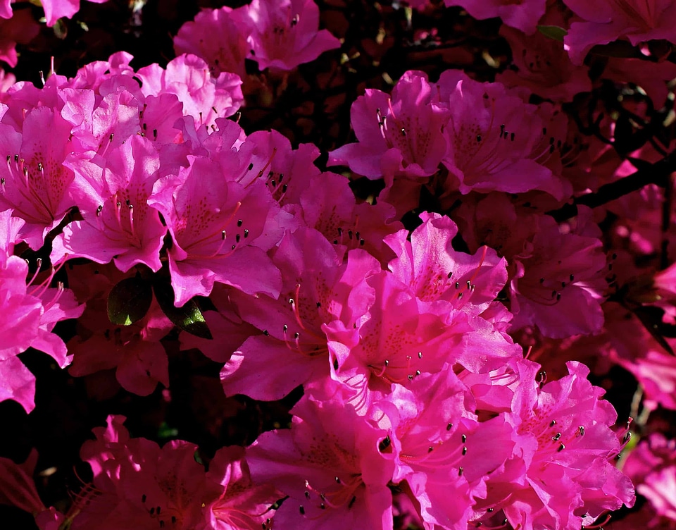 Beautiful Flowers blooming blossom