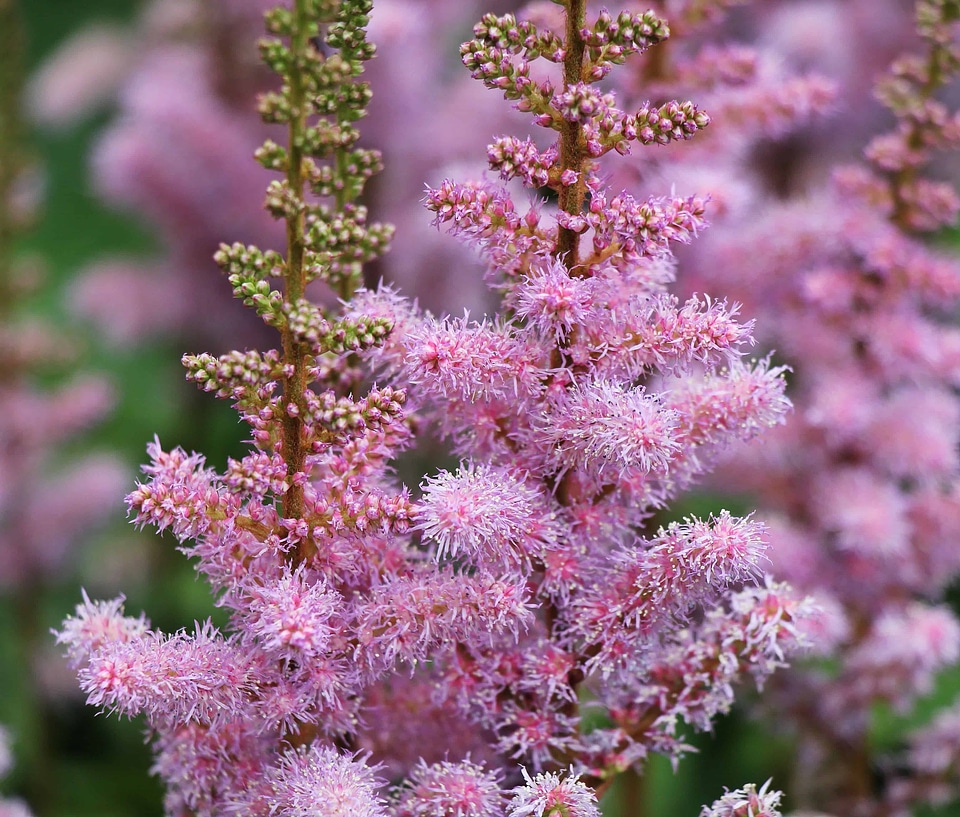 Beautiful Flowers blooming blossom