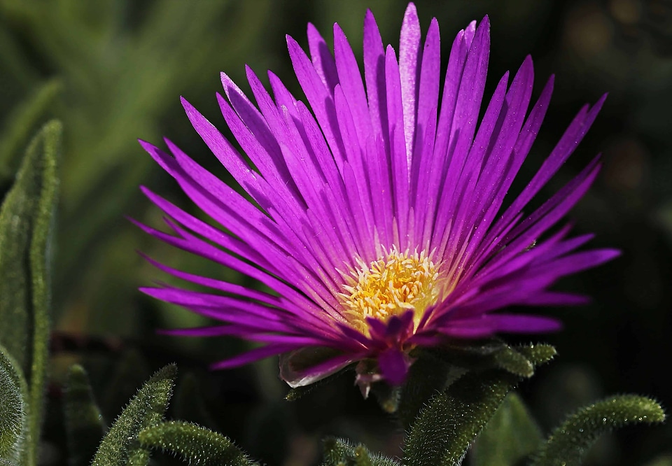 Beautiful Flowers blooming blossom