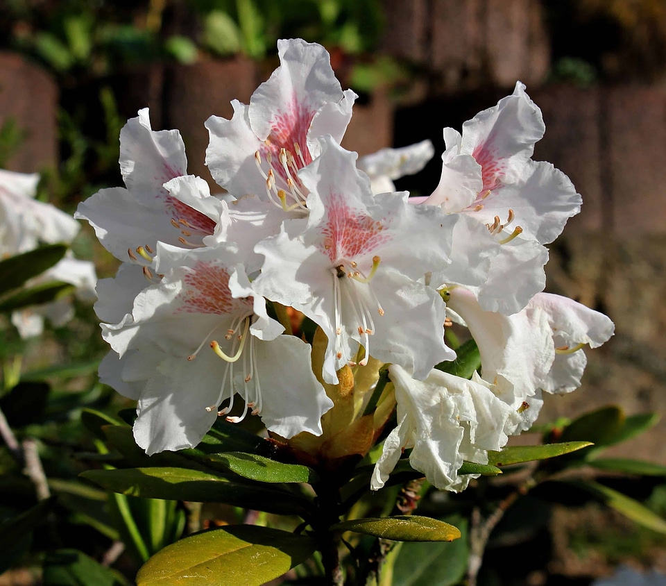Beautiful Flowers blooming blossom