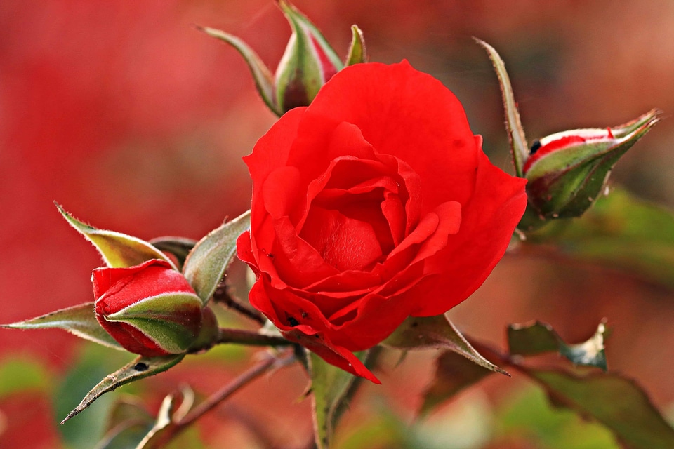 Beautiful Flowers beautiful photo blooming