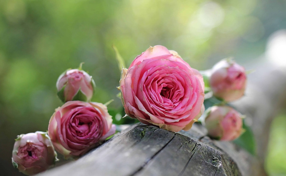 Arrangement beautiful flowers beautiful photo