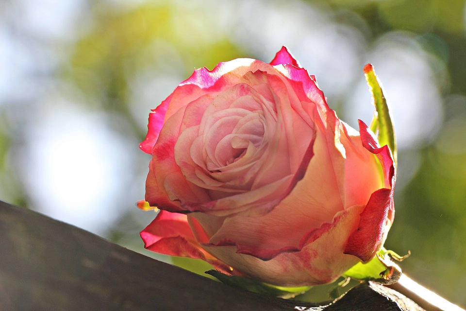 Beautiful Flowers beautiful photo blooming