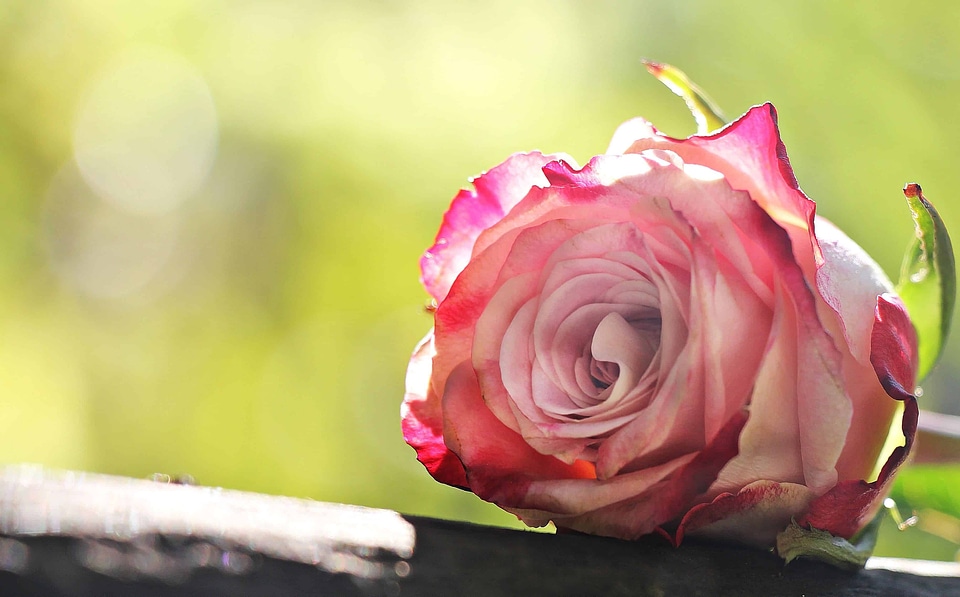 Beautiful beautiful flowers beautiful photo