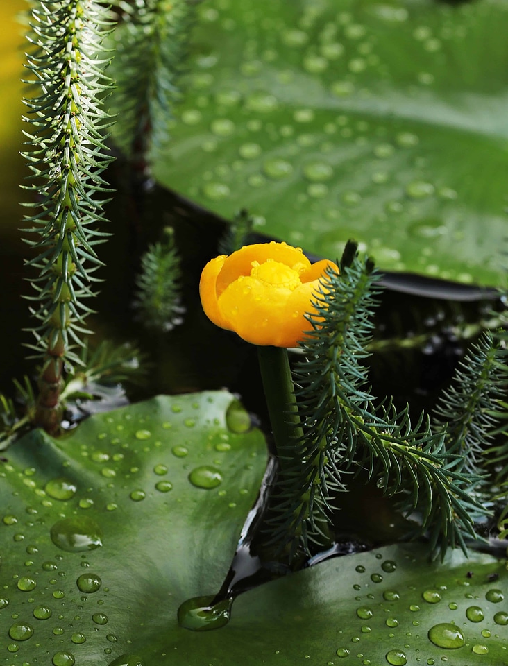 Aquatic beautiful flowers blooming