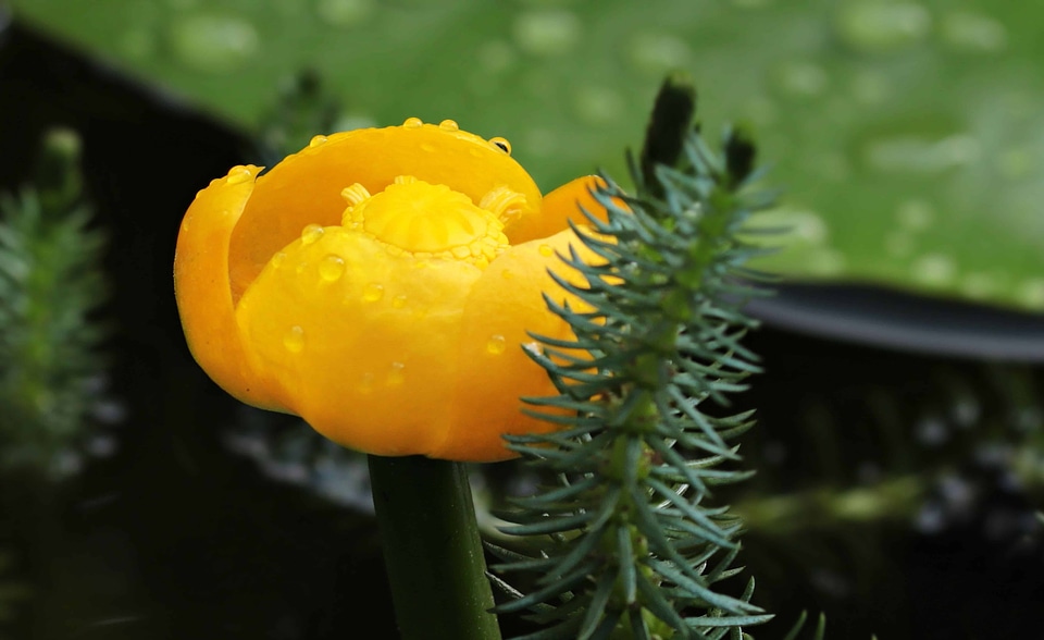 Beautiful Flowers bloom blooming
