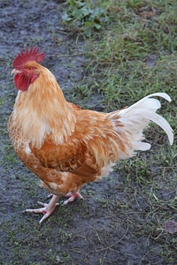Animal poultry mohawk
