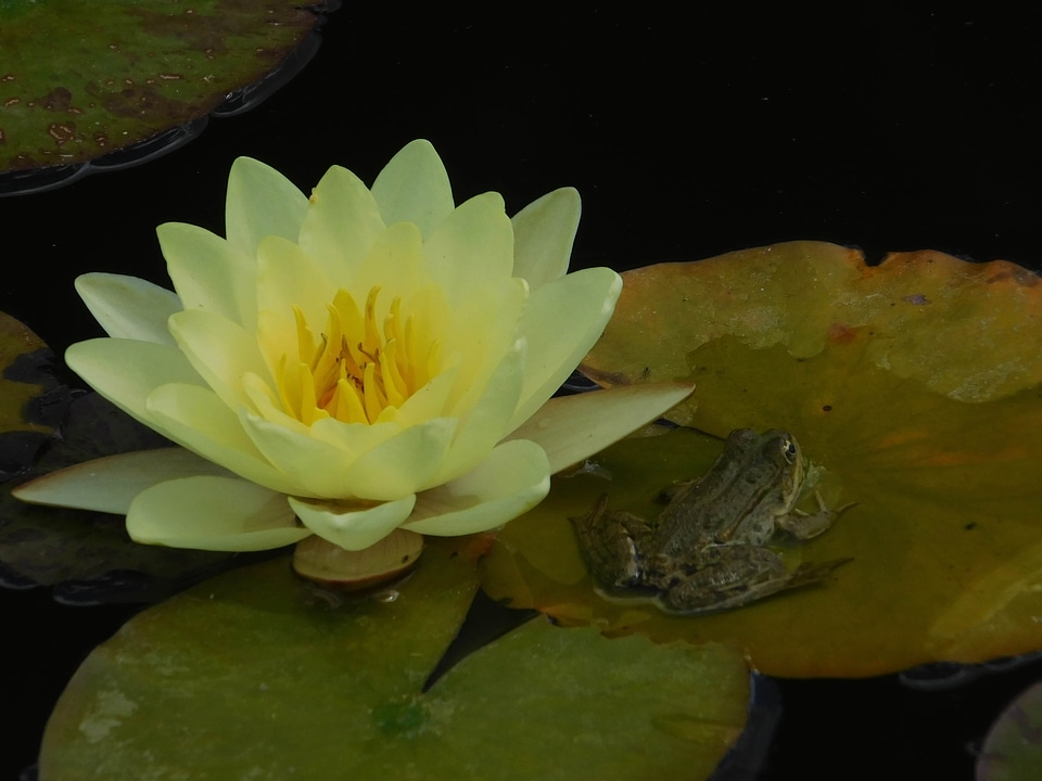 Amphibian animal aquatic