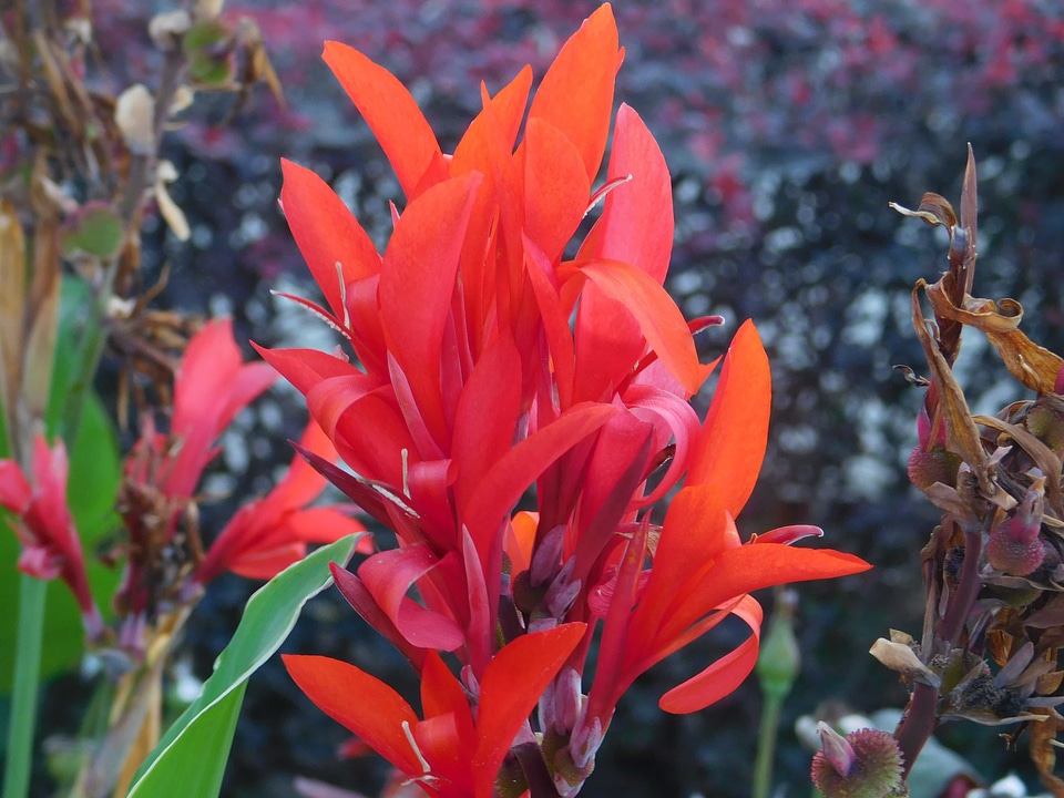 Beautiful beautiful flowers beautiful photo