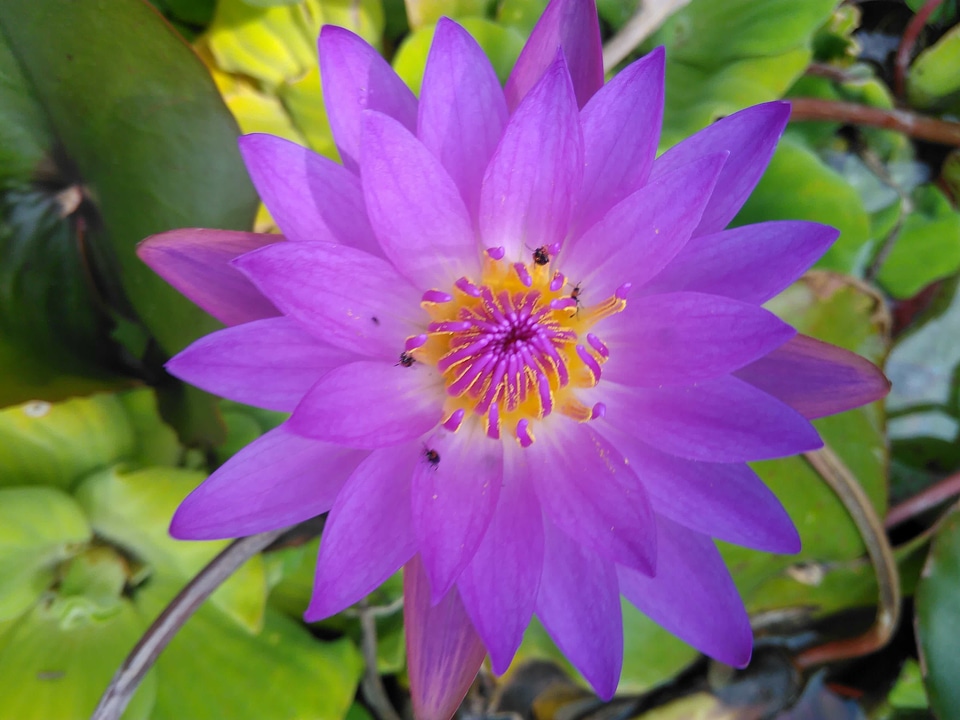 Aquatic beautiful beautiful flowers