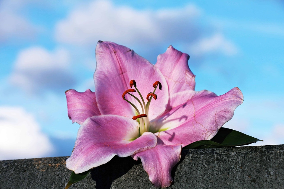 Beautiful Flowers beautiful photo blooming