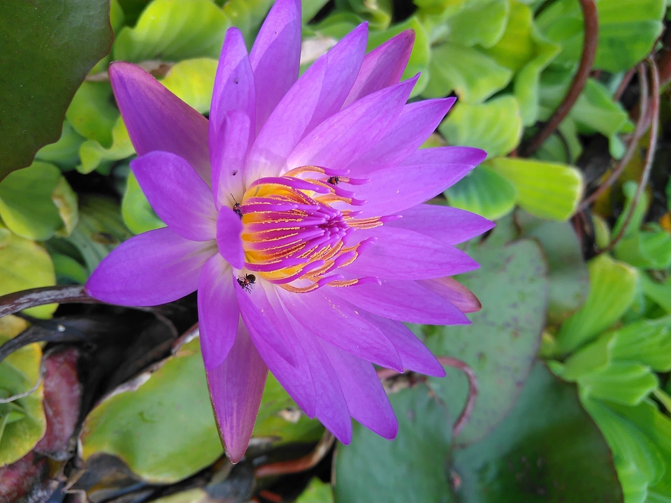 Aquatic beautiful beautiful flowers