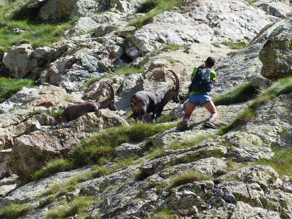 Wicked capricorn stone goat animal