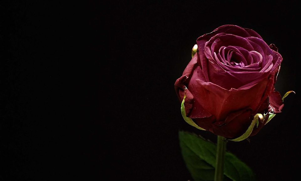 Beautiful Flowers beautiful photo blooming