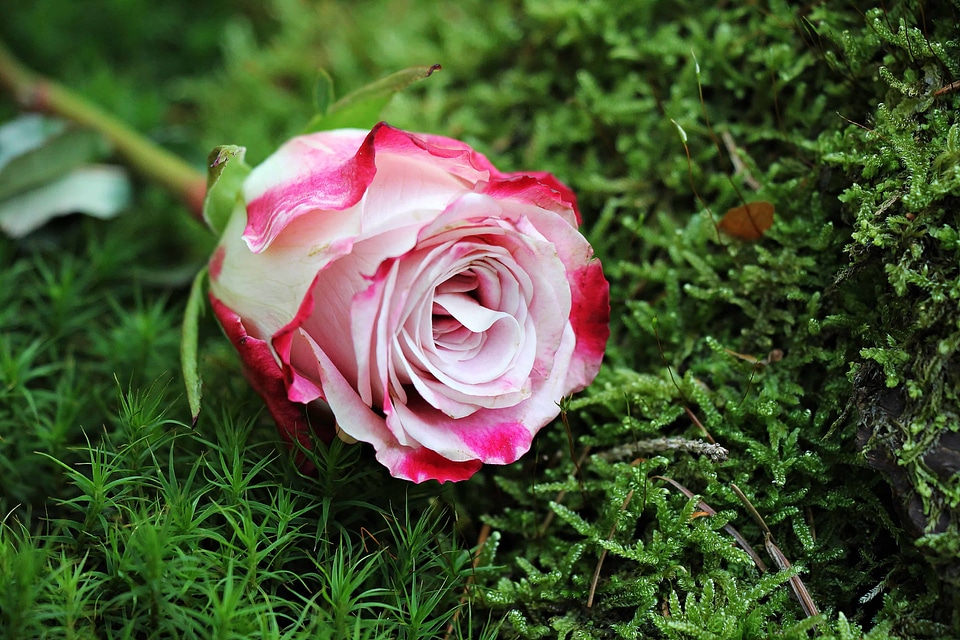 Beautiful Flowers beautiful photo blooming