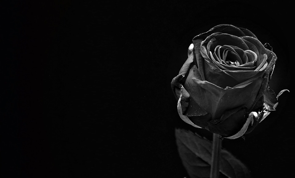 Beautiful Flowers black black and white