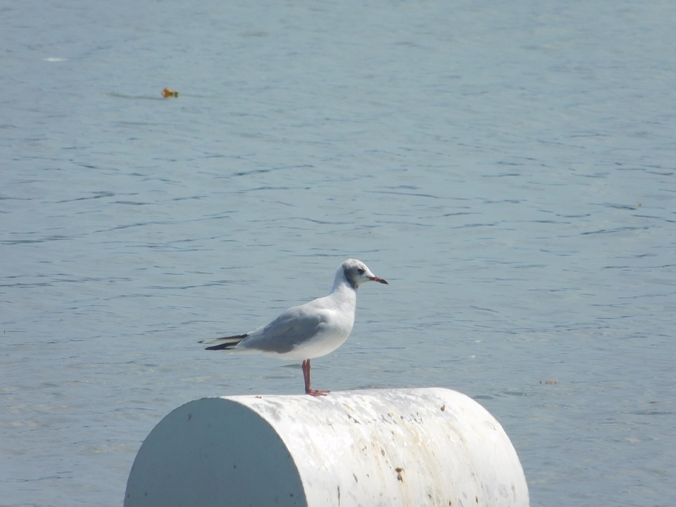 Animal avian beach