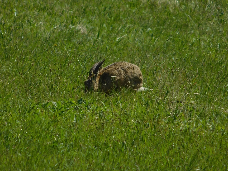Animal daylight field