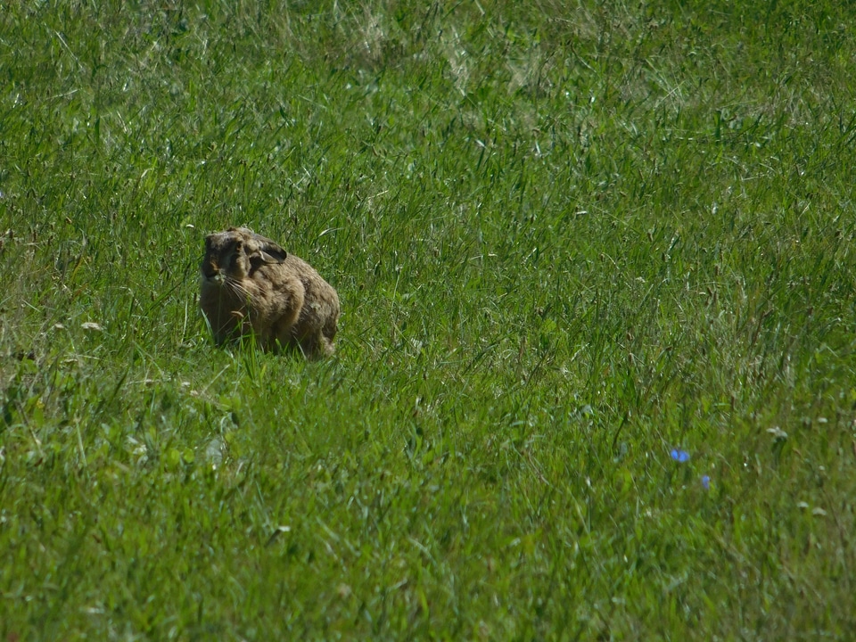 Animal bunny ecology
