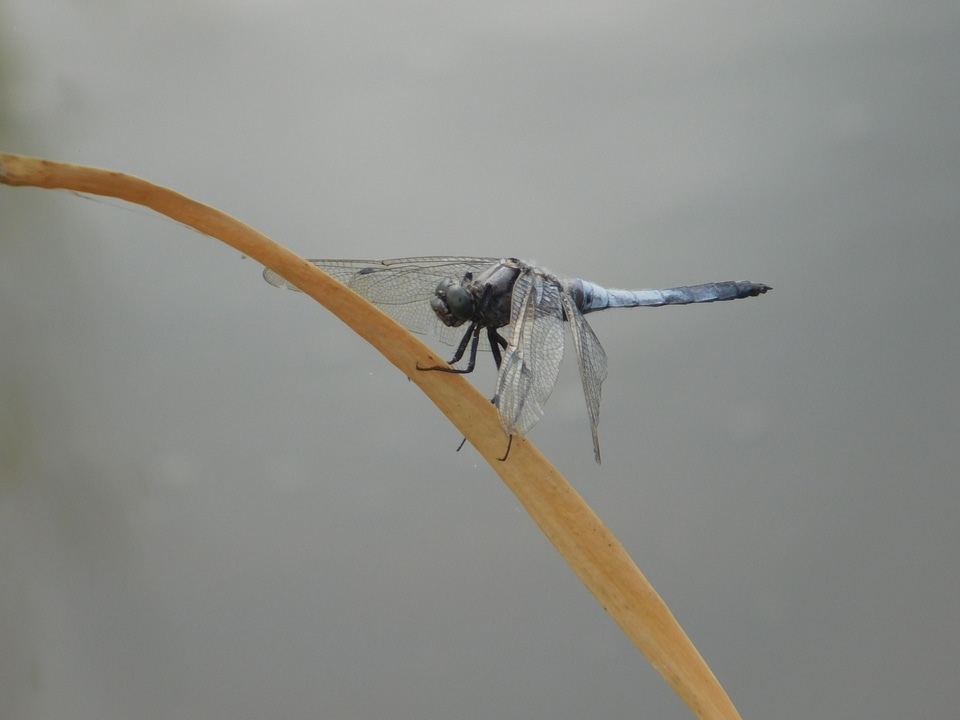 Animal arthropod beautiful image