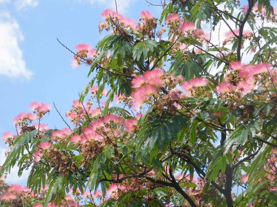 Beautiful beautiful flowers beautiful photo