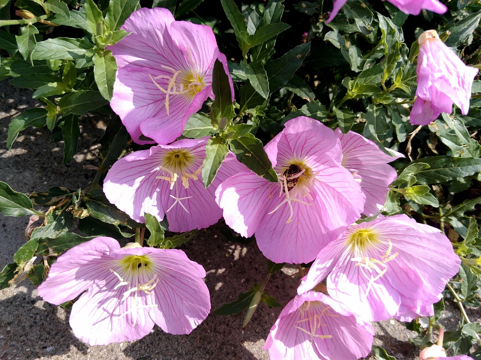 Beautiful Flowers bloom blooming