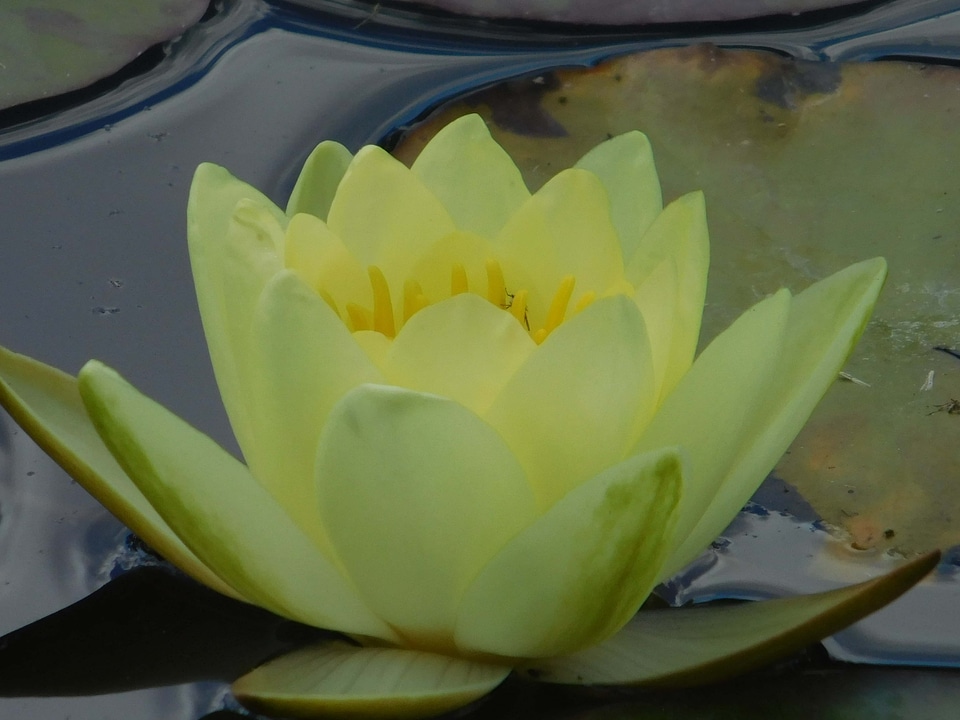 Aquatic beautiful beautiful flowers